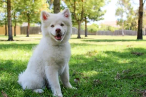 Pets Park - Amenities in Mamurdi MyHome project in Pune